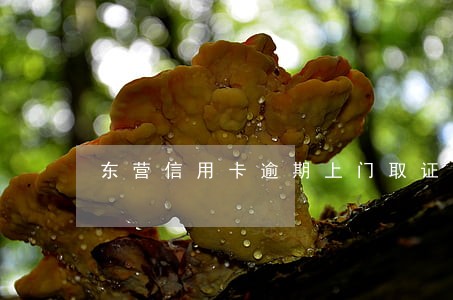 东营信用卡逾期上门取证 东营信用卡逾期上门取证