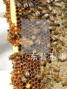 东营刑事案律师