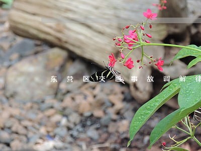 东营区交通事故调解律师 东营区交通事故调解律师