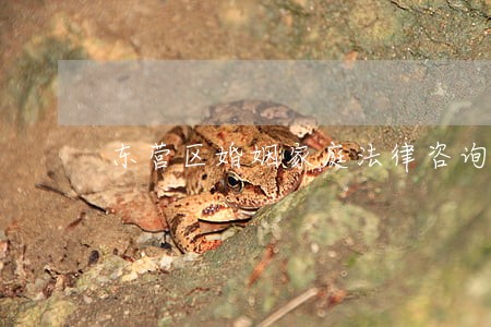 东营区婚姻家庭法律咨询热线