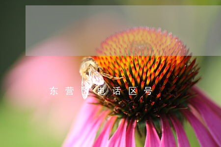 东营区电话区号 东营区电话区号