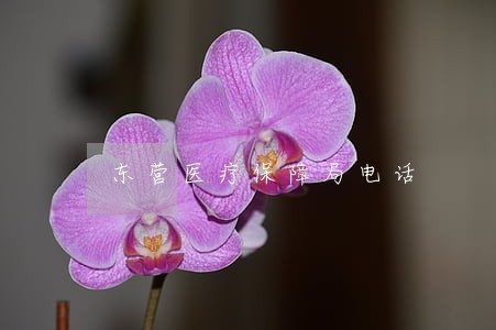 东营医疗保障局电话