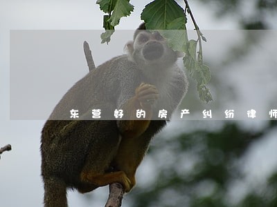 东营好的房产纠纷律师 东营好的房产纠纷律师