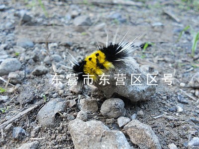 东营市东营区区号 东营市东营区区号