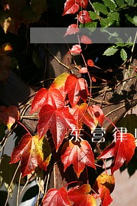 东营律师函收费标准 东营律师函收费标准