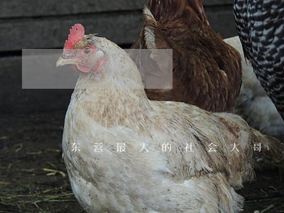 东营最大的社会大哥 东营最大的社会大哥
