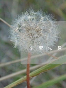 东营法律网 东营法律网