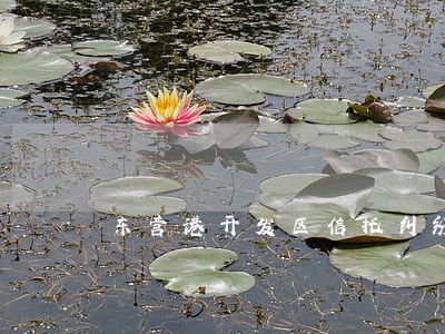 东营港开发区信托纠纷律师 东营港开发区信托纠纷律师