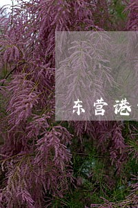 东营港开发区离婚赔偿纠纷律师 东营港开发区离婚赔偿纠纷律师