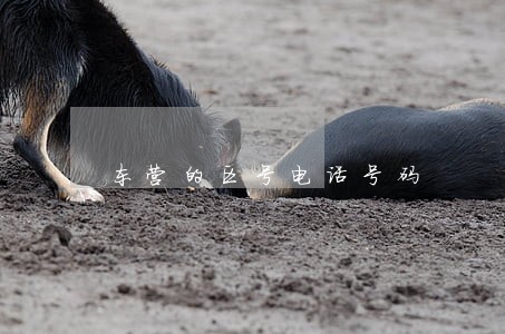 东营的区号电话号码 东营的区号电话号码