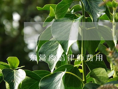 东营离婚律师费用 东营离婚律师费用