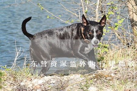 东营资深监外执行律师收费标准