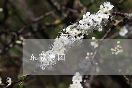 东蒙集团 东蒙集团