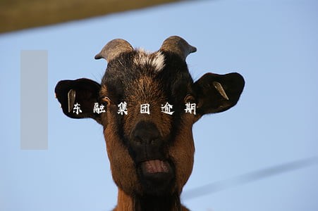 东融集团逾期 东融集团逾期