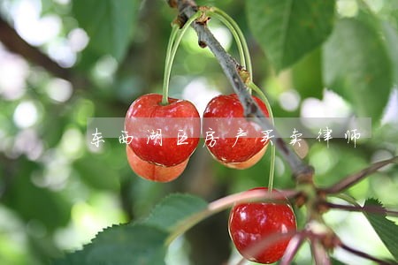 东西湖区房产买卖律师 东西湖区房产买卖律师