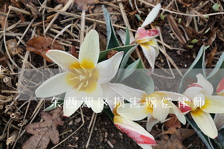 东西湖区损害赔偿律师 东西湖区损害赔偿律师