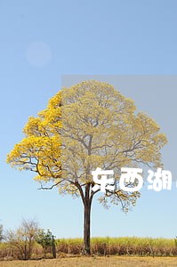 东西湖区靠谱取保候审律师排名 东西湖区靠谱取保候审律师排名