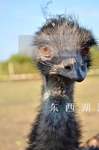 东西湖法院地址在哪里