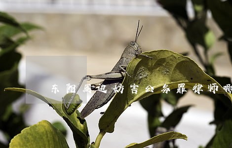 东阳周边妨害公务罪律师哪家强 东阳周边妨害公务罪律师哪家强