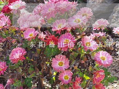 东阳巍山镇劳动法律咨询 东阳巍山镇劳动法律咨询