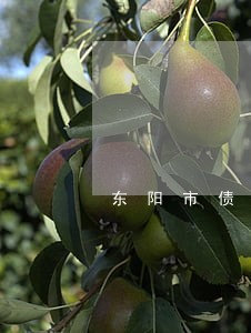 东阳市债务担保律师有哪些 东阳市债务担保律师有哪些