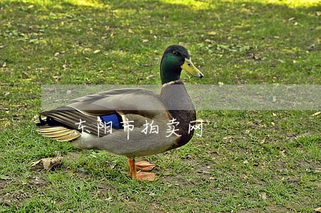 东阳市拍卖网 东阳市拍卖网