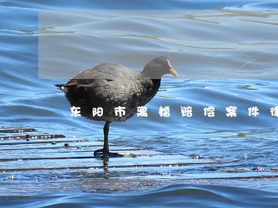 东阳市离婚赔偿案件律师 东阳市离婚赔偿案件律师