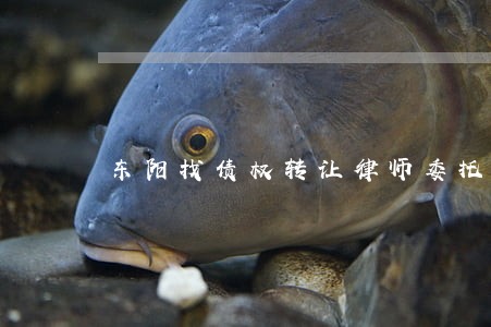 东阳找债权转让律师委托收费 东阳找债权转让律师委托收费