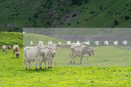 东阳找办理离婚咨询律师