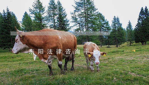 东阳法律咨询平台 东阳法律咨询平台