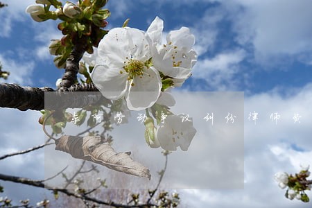 东阿劳动争议纠纷律师费用多少 东阿劳动争议纠纷律师费用多少