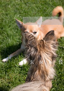 东风标致金融逾期1天 东风标致金融逾期1天