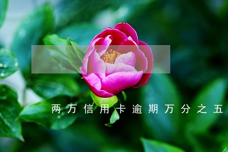 两万信用卡逾期万分之五 两万信用卡逾期万分之五