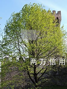 两万信用卡逾期六个月利息多少