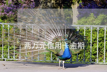 两万元信用卡逾期