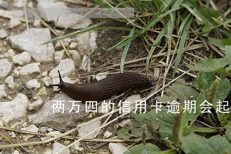 两万四的信用卡逾期会起诉吗 两万四的信用卡逾期会起诉吗