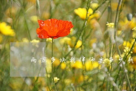 两万多块找律师要多少钱 两万多块找律师要多少钱