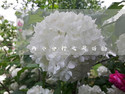 两个分行之间诉讼 两个分行之间诉讼
