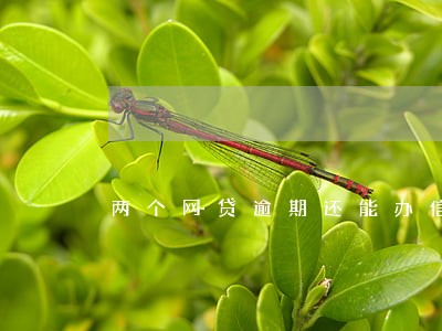 两个网贷逾期还能办信用卡吗