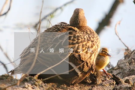 两人婚姻遭法院拒绝 两人婚姻遭法院拒绝