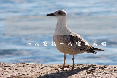 两人贷款一人逾期离婚 两人贷款一人逾期离婚