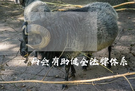 两会有助健全法律体系