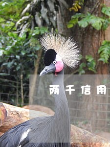 两千信用卡逾期一月