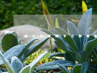 两千多信用卡三期账单两期逾期 两千多信用卡三期账单两期逾期