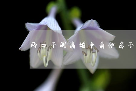 两口子闹离婚争着分房子 两口子闹离婚争着分房子