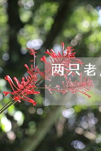 两只老虎理财钱逾期了 两只老虎理财钱逾期了