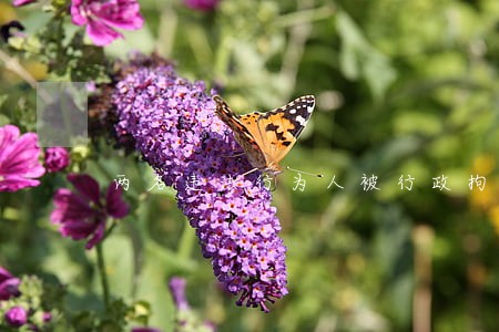 两名违法行为人被行政拘留 两名违法行为人被行政拘留