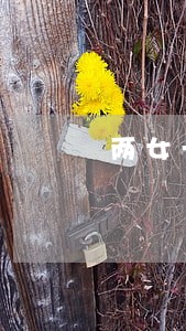 两女一男主一起违法吗