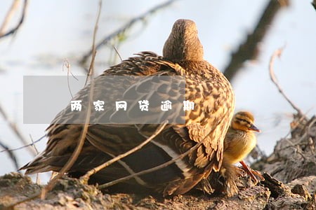 两家网贷逾期