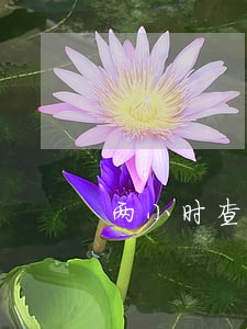 两小时查处4起酒驾8起涉牌违法 两小时查处4起酒驾8起涉牌违法
